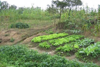 Côte dÂ’Ivoire : Les préoccupations des USA sur le foncier rural